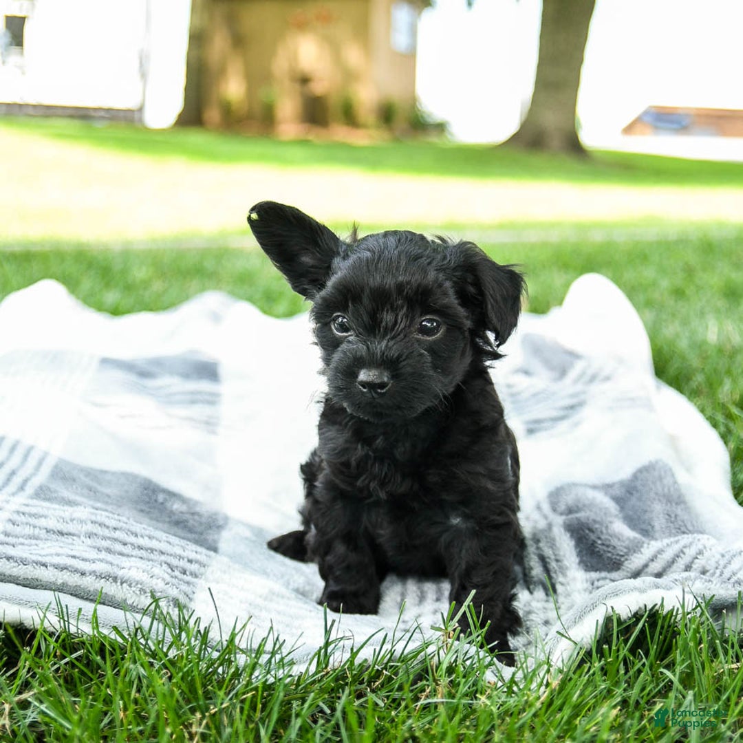 Yorkiepoo dogs for sale: Cookie Dough - Image 1