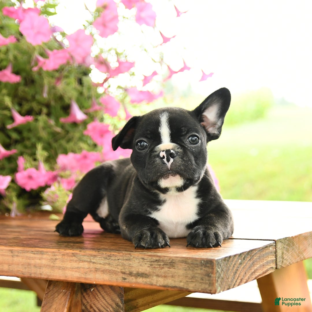Frenchton dogs for sale: Gus - Image 2