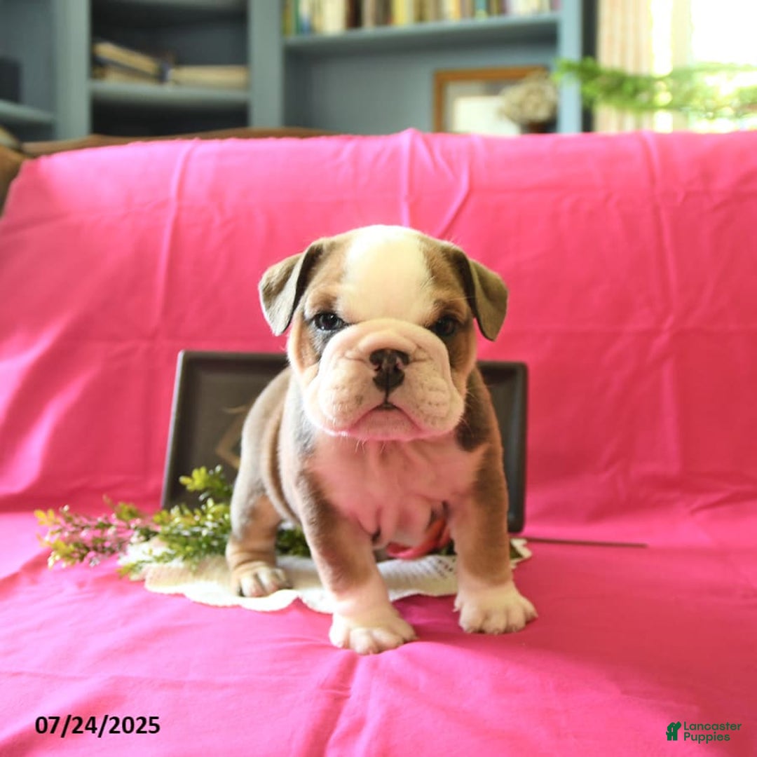 English Bulldog dogs for sale: Keith - Image 3