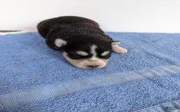 Alaskan Klee Kai dogs for sale: Lexi - Image 2