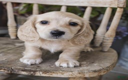 Dachshund dogs for sale: Mel - Image 1