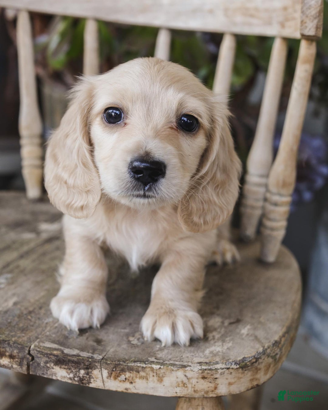 Dachshund dogs for sale: Mel - Image 1