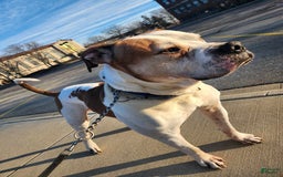 American Bulldog dogs for sale: Female 1 - Image 3