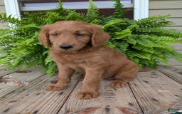 Goldendoodle dogs for sale: Flip - Image 29