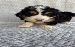 Mini Bernedoodle dogs for sale: Max - Image 7