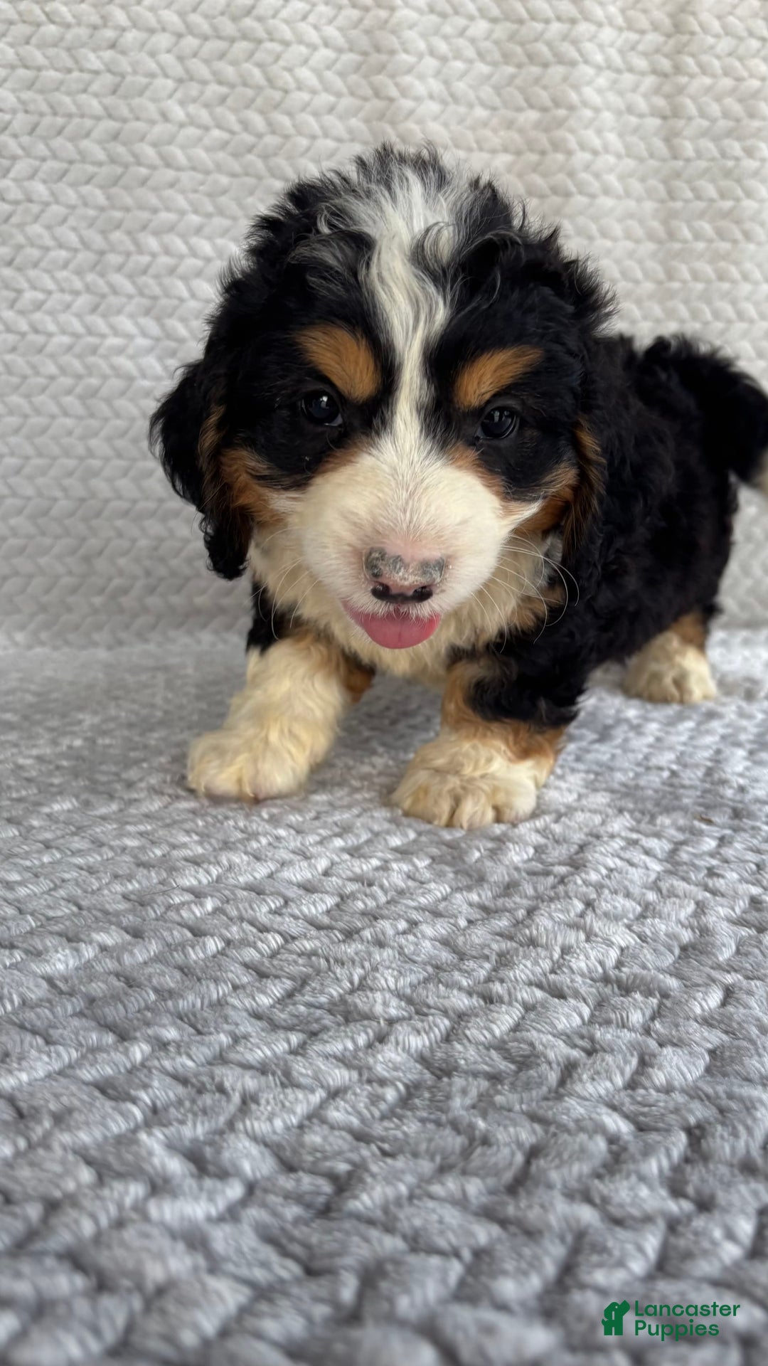 Mini Bernedoodle dogs for sale: Max - Image 7