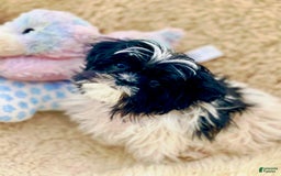 Shih Tzu dogs for sale: Itty Bitty Is A Tiny Teacup - Image 5