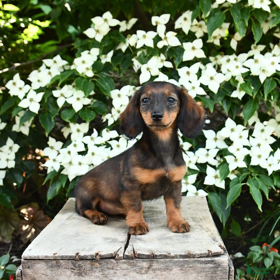 Miniature Dachshund dogs for sale: Ruby - Image 4