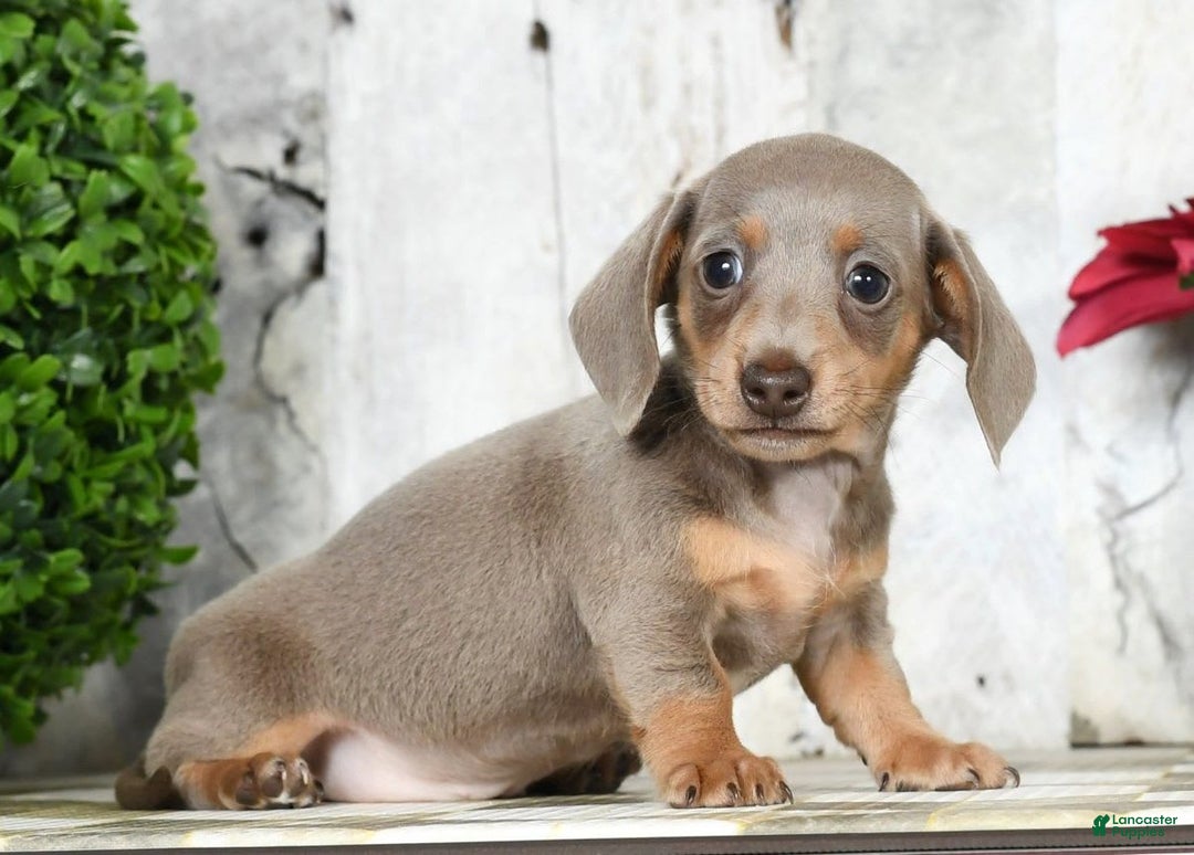 Miniature Dachshund dogs for sale: Lisa - Image 1