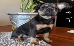 French Bulldog dogs for sale: Wanda - Image 2