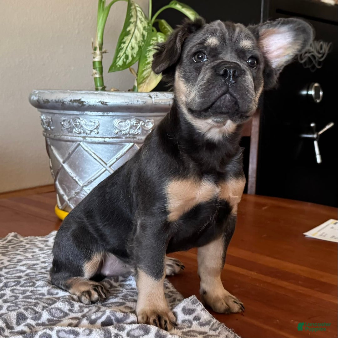 French Bulldog dogs for sale: Wanda - Image 2
