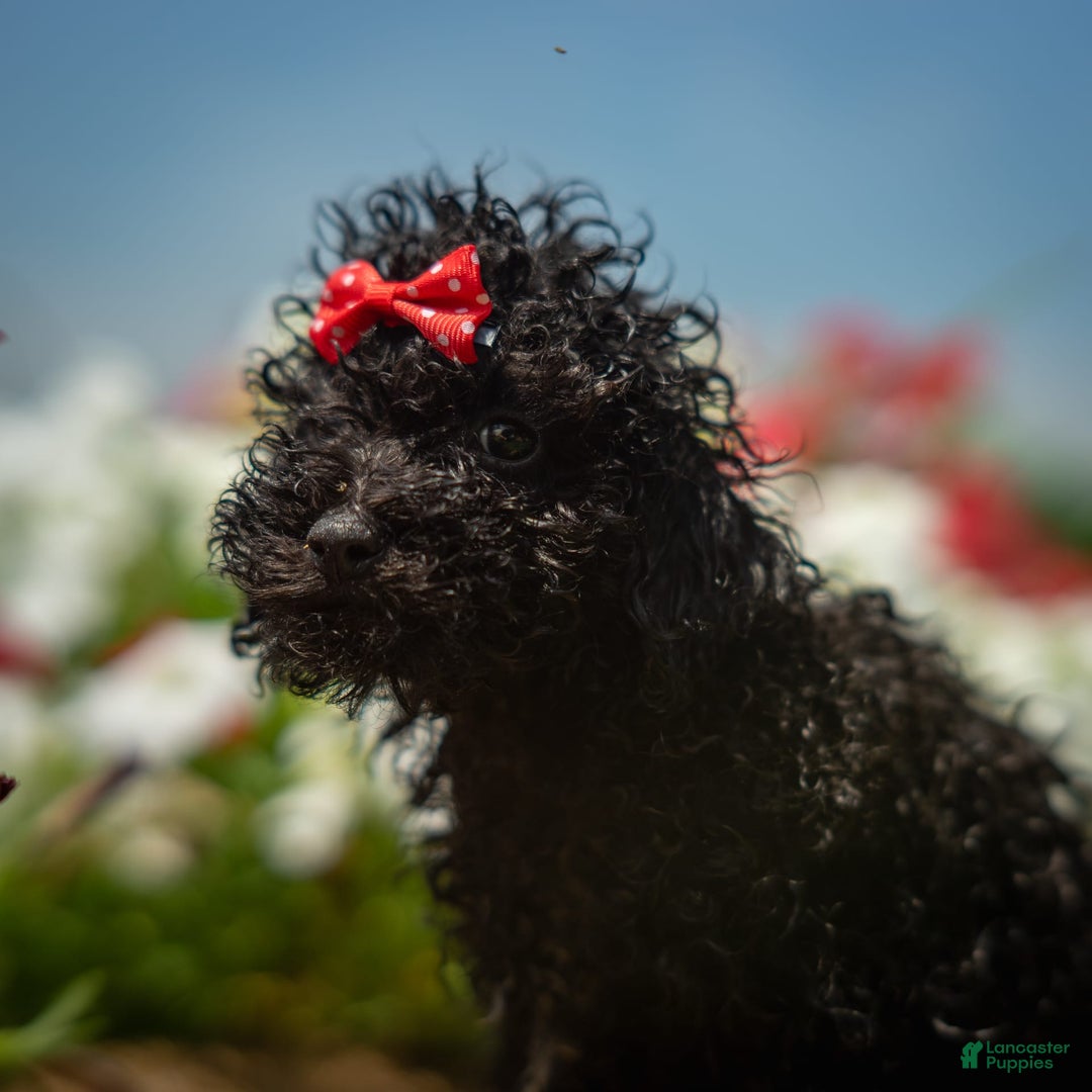 Toy Poodle dogs for sale: Ember - Image 4