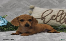 Miniature Dachshund dogs for sale: Dixon - Image 2