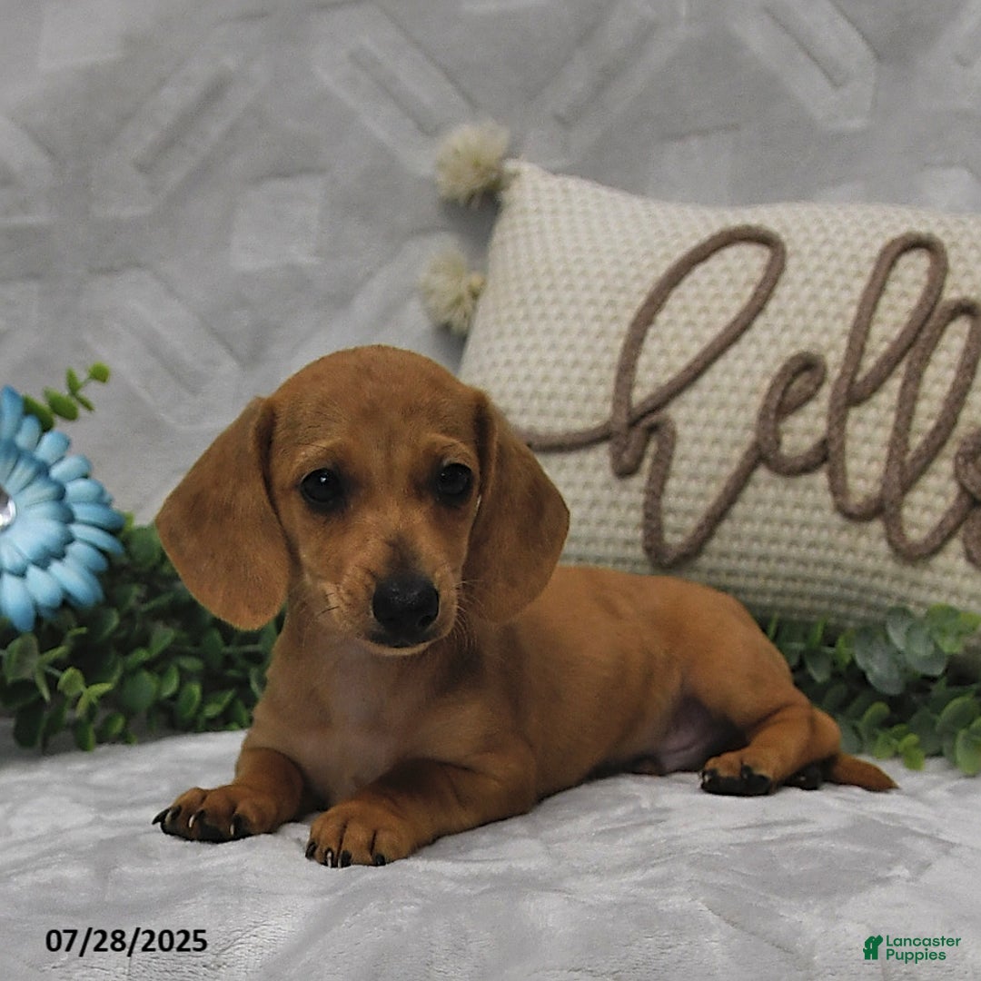Miniature Dachshund dogs for sale: Dixon - Image 2