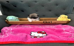 Pomeranian dogs for sale: Pebbles - Image 2