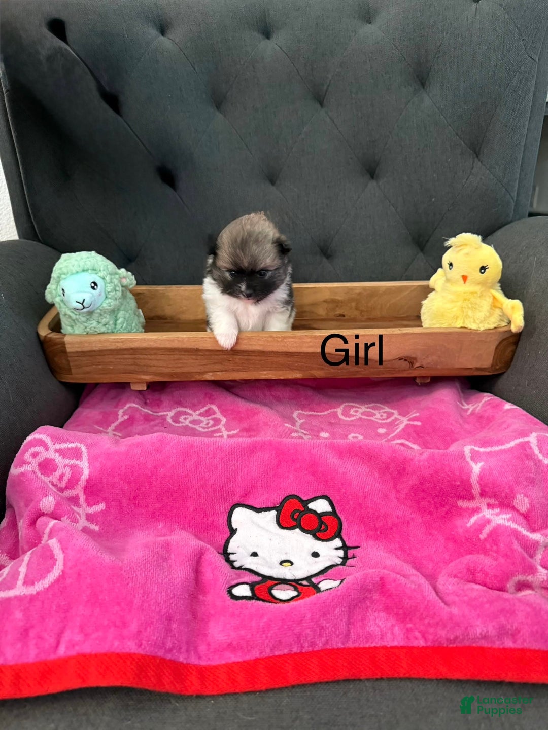 Pomeranian dogs for sale: Pebbles - Image 2