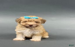 Havanese dogs for sale: OAKLEE - Image 4