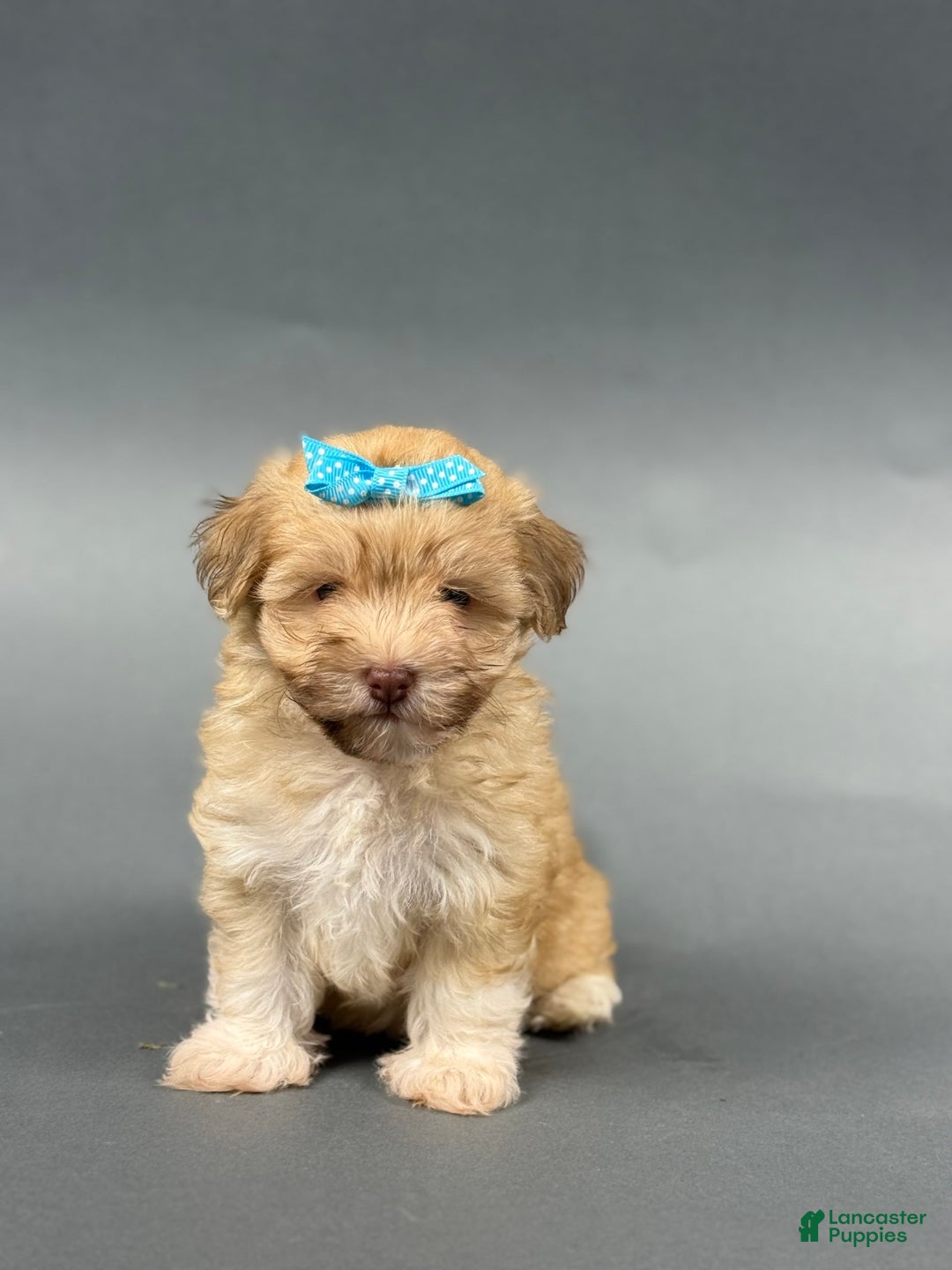 Havanese dogs for sale: OAKLEE - Image 4