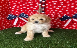Miniature Poodle dogs for sale: Rosy - Image 1
