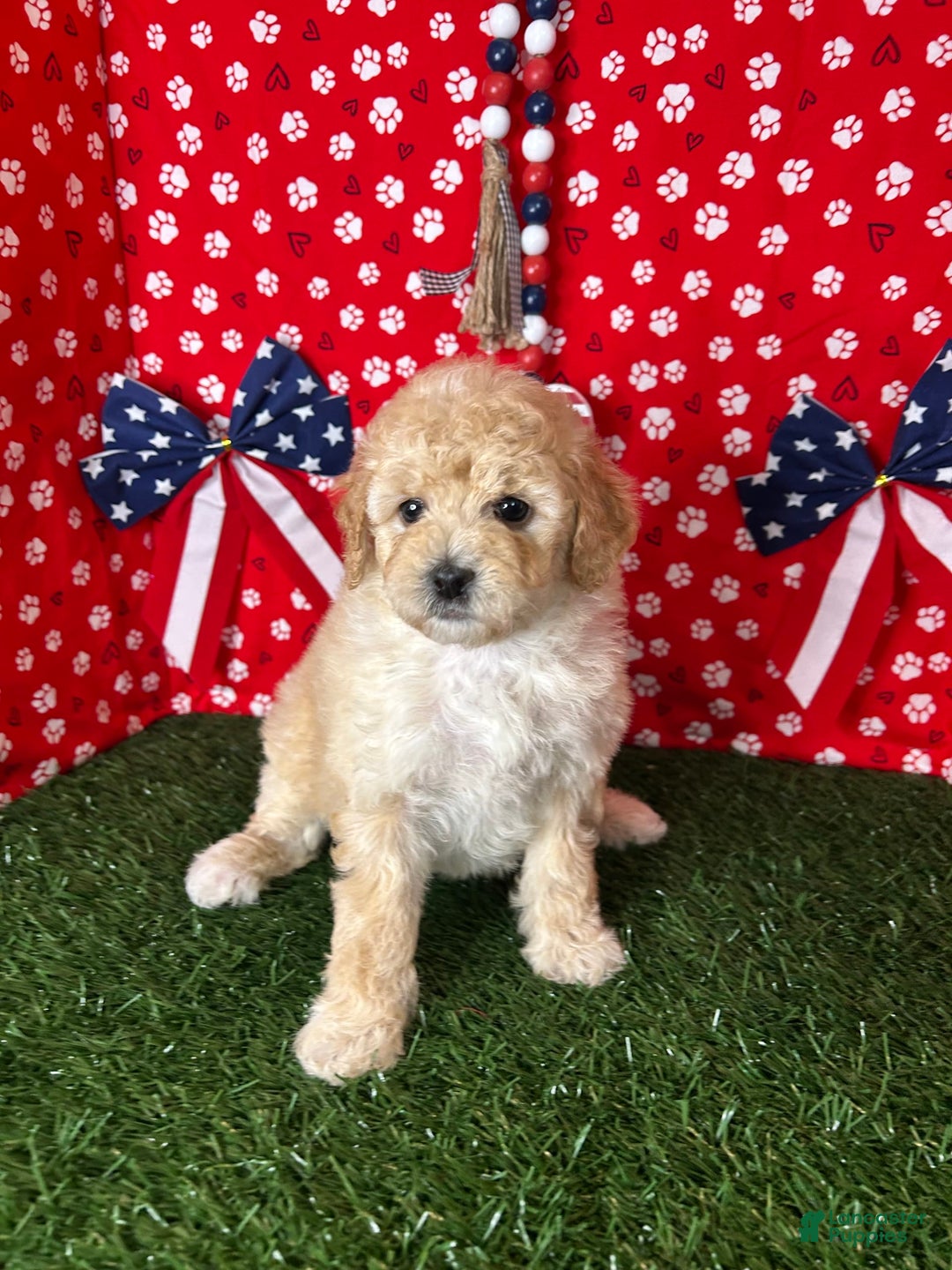 Miniature Poodle dogs for sale: Rosy - Image 1