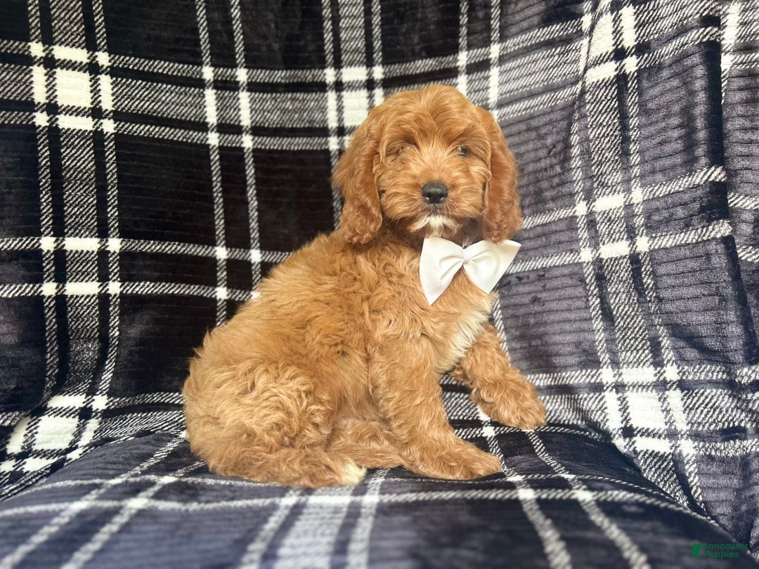 Cavapoo dogs for sale: Whiskey - Image 1