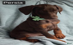 Doberman Pinscher dogs for sale: Persia - Image 2