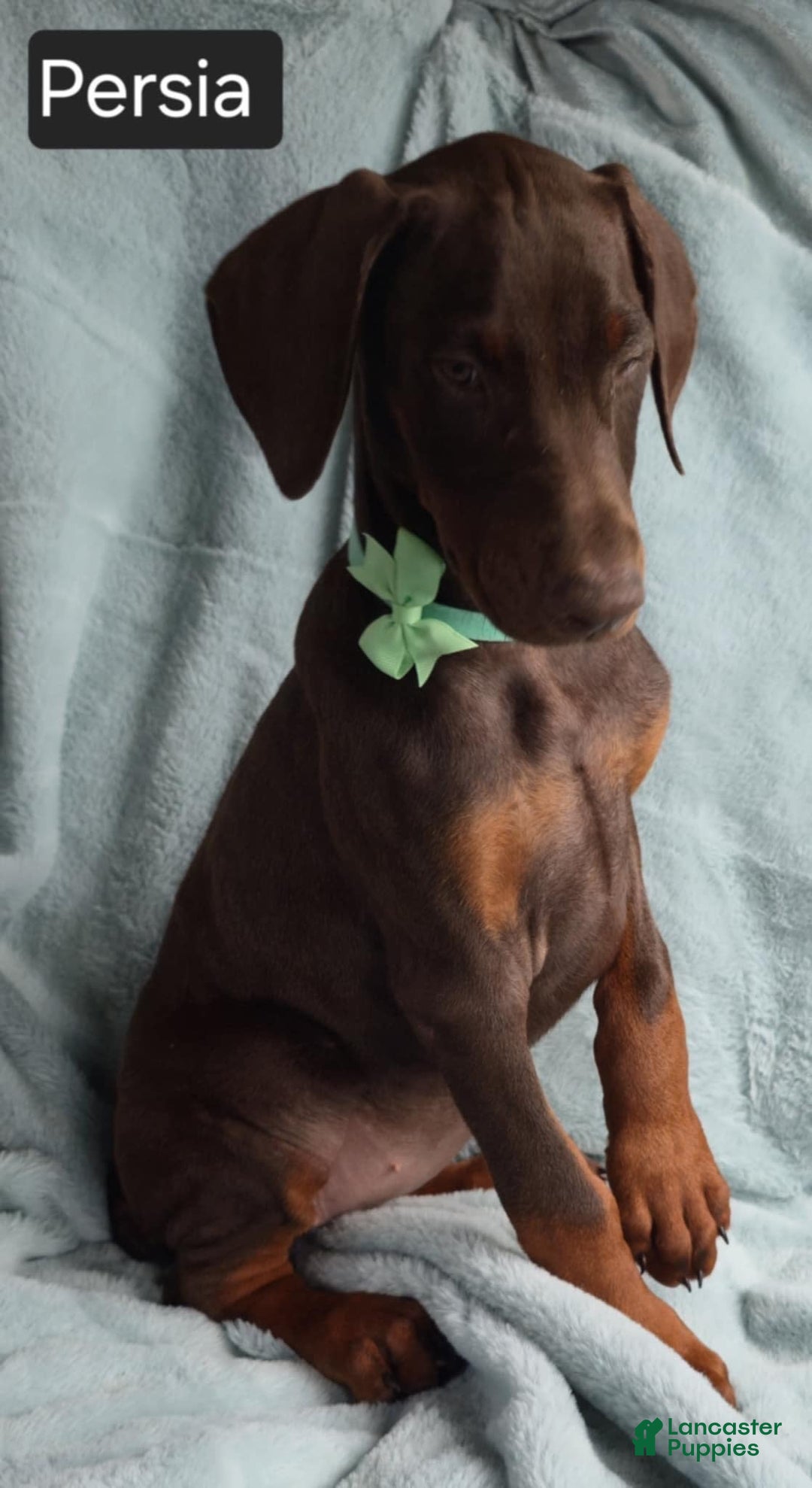 Doberman Pinscher dogs for sale: Persia - Image 2