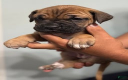 Cane Corso dogs for sale: Bluey - Image 6