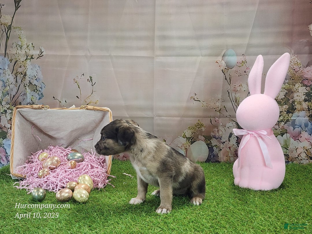 Catahoula Leopard Dog dogs for sale: Goldie 2025 F1 - Image 2
