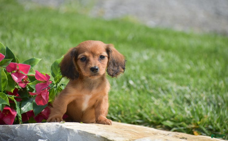 Miniature Dachshund dogs for sale - Ad 1