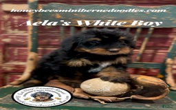 Mini Bernedoodle dogs for sale: Aelas White Boy - Image 6