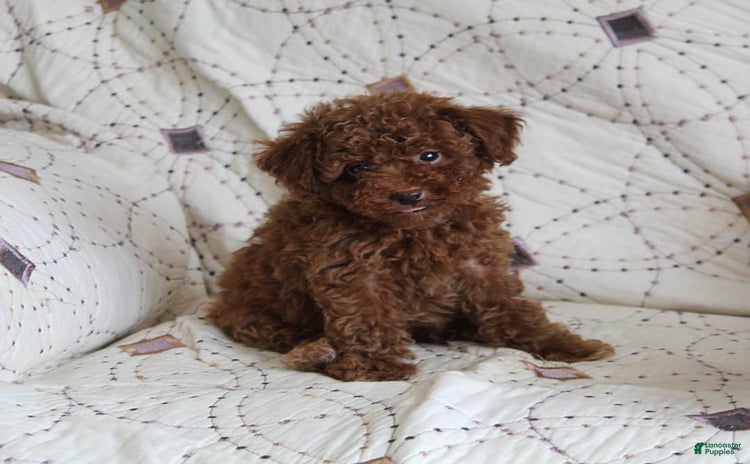 Toy Poodle dogs for sale - Ad 2