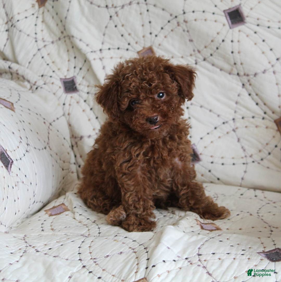 Toy Poodle dogs for sale: Eleanor - Image 1