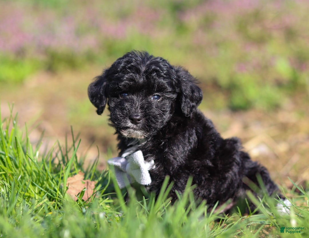 Yorkiepoo dogs for sale: Moses - Image 9