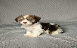 Havapoo dogs for sale: Jill - Image 2