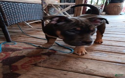 American Bully dogs for sale: Orange Col - Image 8