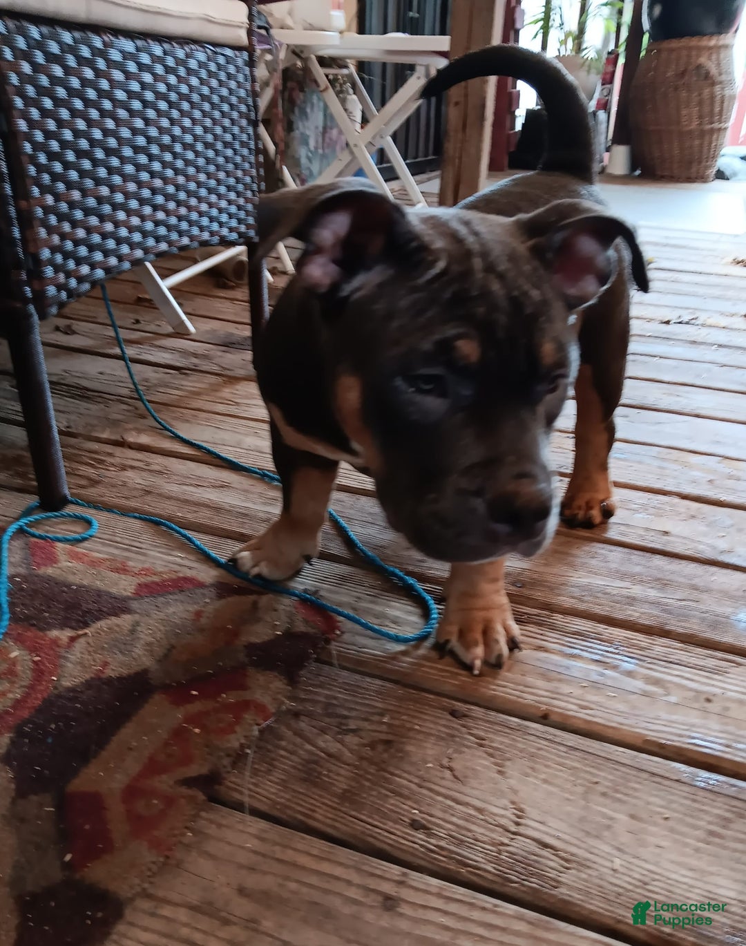 American Bully dogs for sale: Orange Col - Image 8