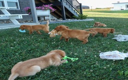 Labrador Retriever dogs for sale: Red Fox Geo - Image 14
