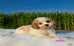 Cavapoo dogs for sale: Cavapoo 2 puppies - Image 1