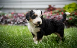 Bernedoodle dogs for sale: Bessie - Image 16