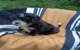 Mini Bernedoodle dogs for sale: Hershey - Image 7