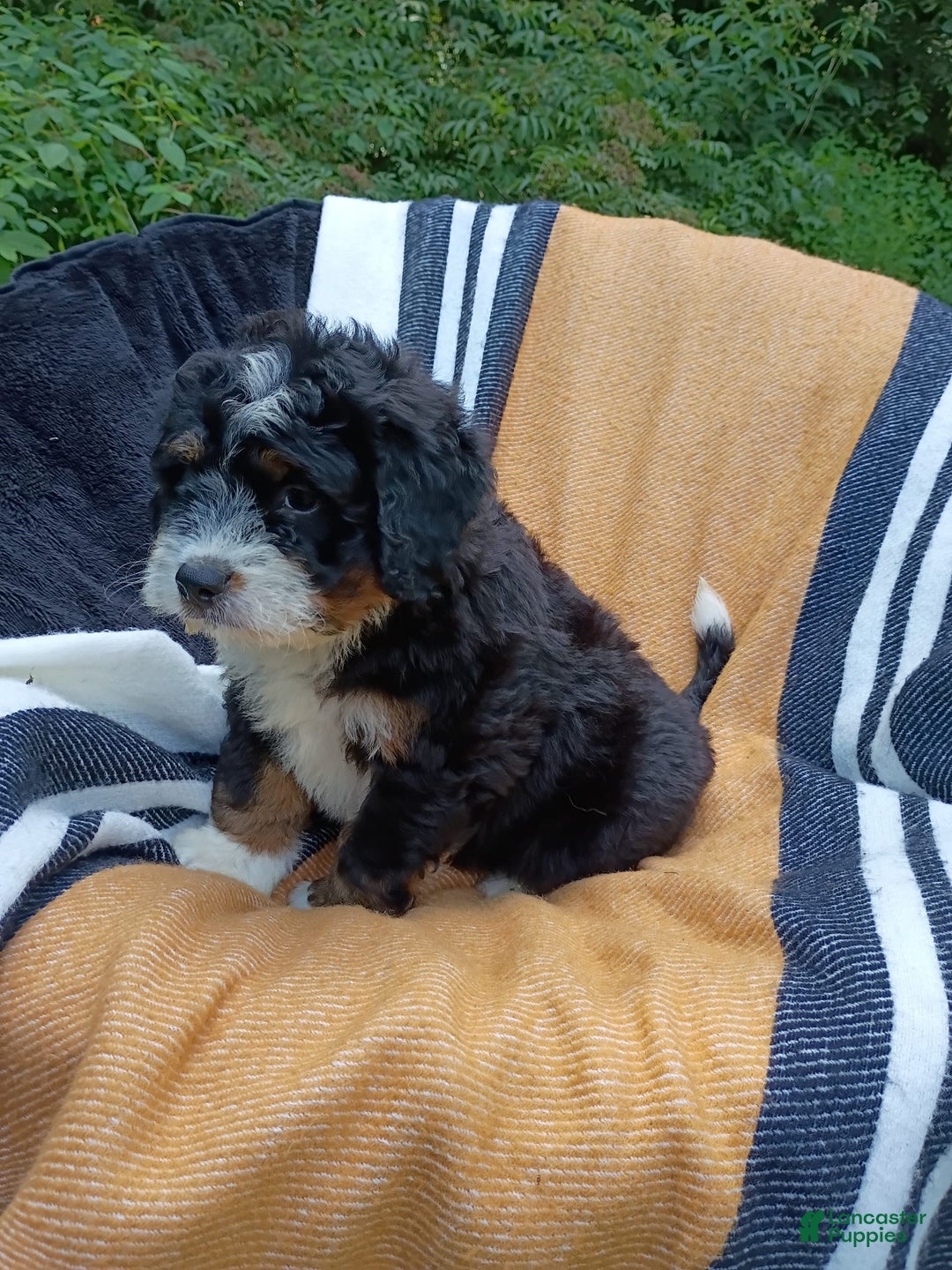 Mini Bernedoodle dogs for sale: Hershey - Image 7