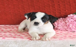Jack Russell Terrier dogs for sale: Ruby - Image 4