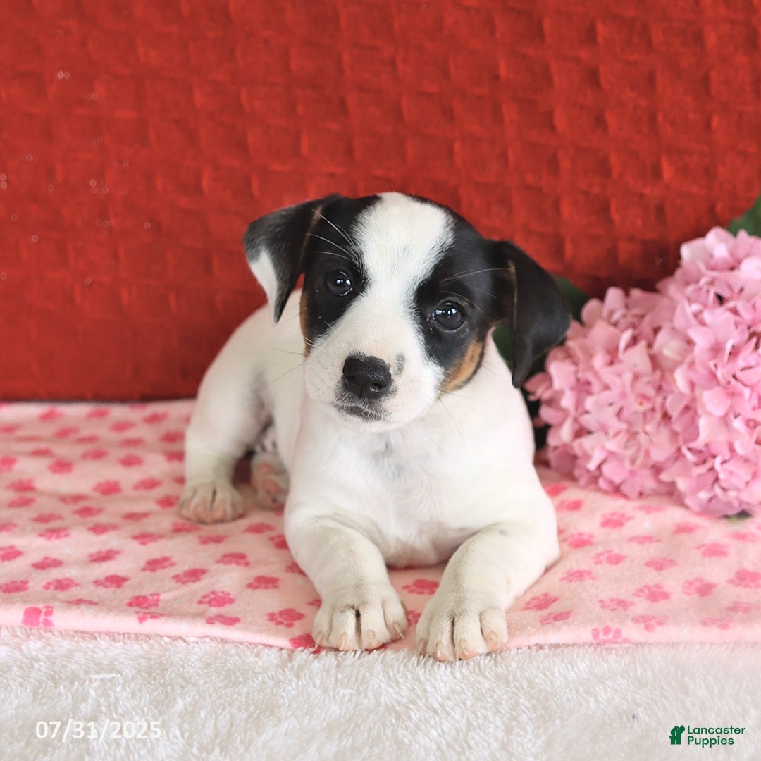 Jack Russell Terrier dogs for sale: Ruby - Image 4