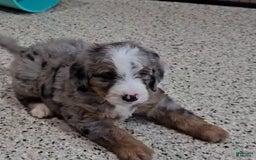 Mini Bernedoodle dogs for sale: Laker - Image 10