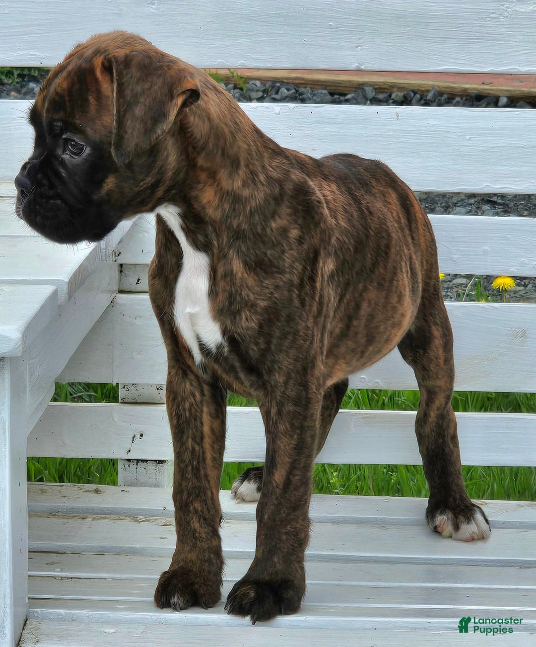 Boxer dogs for sale: Beautiful European Health Tested Parents - Listing for pets: Beautiful European Health Tested Parents, Brady European Boxer health tested, Cream De Coco, Lilly European - Image 7