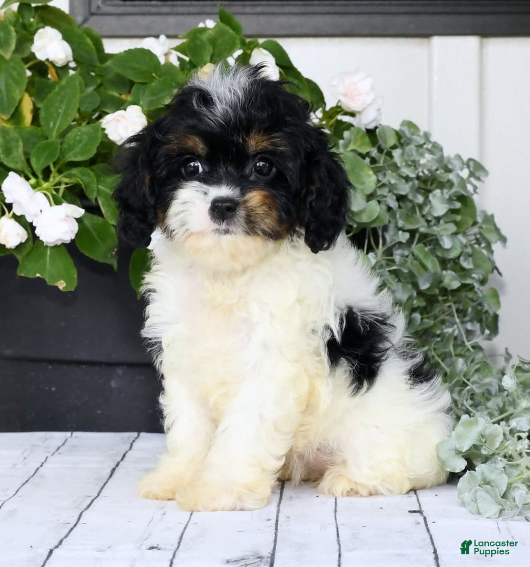 Cavapoo dogs for sale: Brittany - Image 1