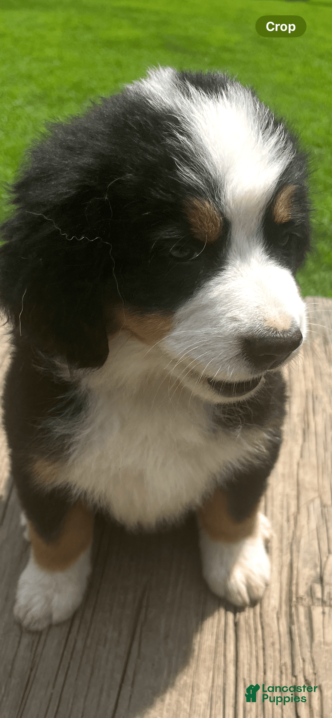 Bernese Mountain Dog dogs for sale: Yellow Girl - Image 2