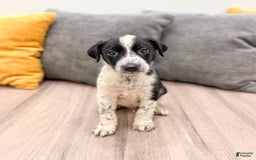 Dalmatian dogs for sale: Oreo - Image 3