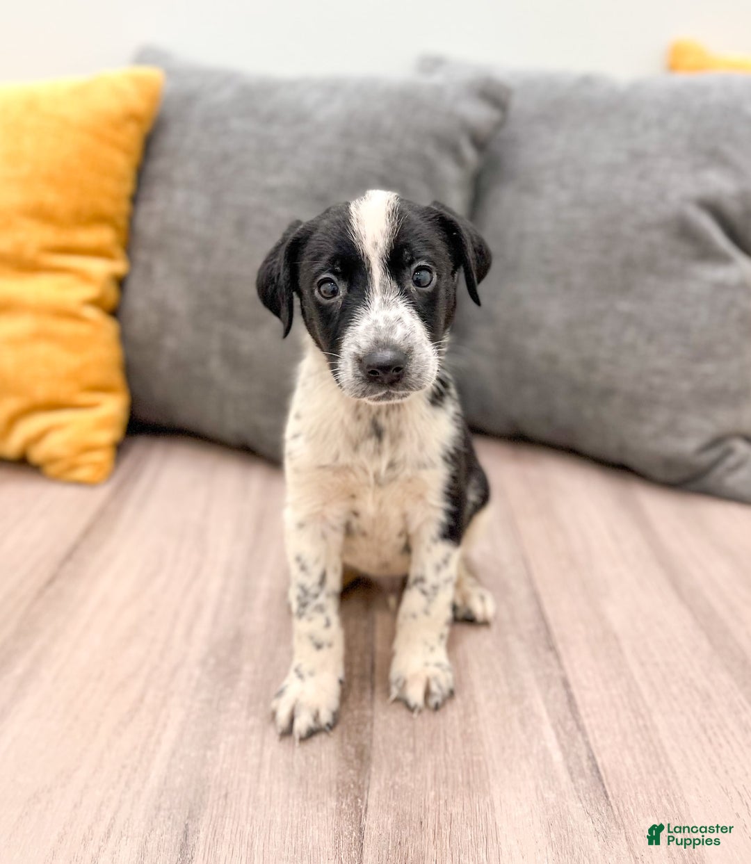 Dalmatian dogs for sale: Oreo - Image 3